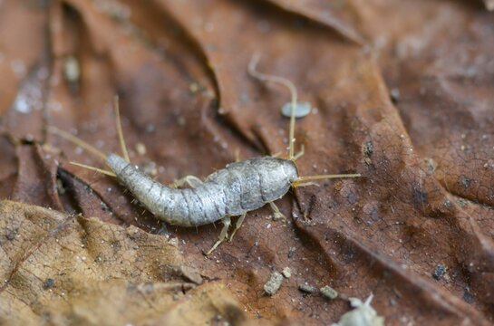 Lepisma saccharinum, silverfish, sugar guest, insects, silverfish