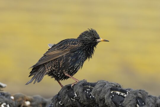Common starling (Sturnus vulgaris) adult bird on fishing nets at a harbour, England, United Kingdom