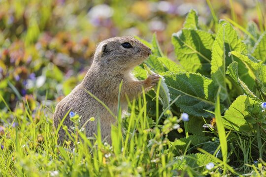 An adult ground squirrel (Spermophilus citellus) eats leaves and flowers on a sunny day in a green meadow with tall vegetation. Austria
