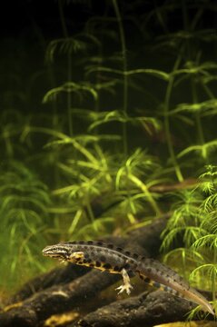 Lissotriton vulgaris, smooth newt, triturus vulgaris, amphibians, amphibians, high size, portrait format, amphibians, male