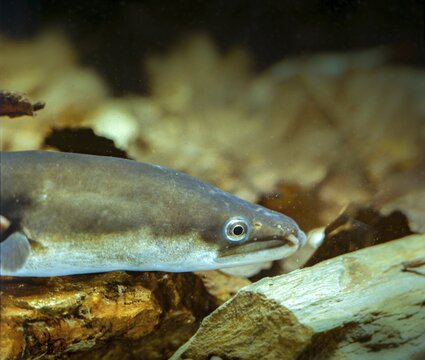 Anguilla Anguilla, eel, European eel, eel, fish, fishes, pisces