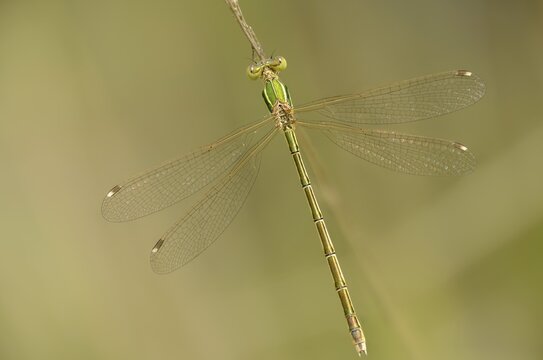 Brandenburg, Germany, Lestes Barbarus, Migrant Spreadwing, Nabu Project, National Natural Heritage, Gr&uuml;nhaus Nature Paradise, Shy Emerald Damselfly, Southern Emerald Damselfly, Southern Ruismaid, Post-Mining Landscape, Damselflies, Dragonflies, Female, Greenhouse, Insects, Dragonflies, Odonata, Female, Zygoptera