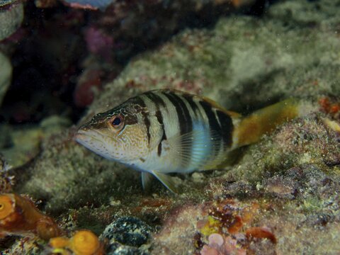 Scriber wrasse (Serranus scriba) on the seabed, Hausriff dive site, Stoja, Pula, Croatia, Mediterranean Sea
