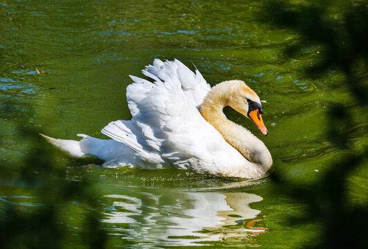 A white swan floating on the water on a clear sunny day. Animals, birds, ornithology, ecology.