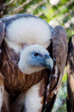 A bald barn owl with beautiful plumage on a clear sunny day. Animals, birds, ornithology, ecology.