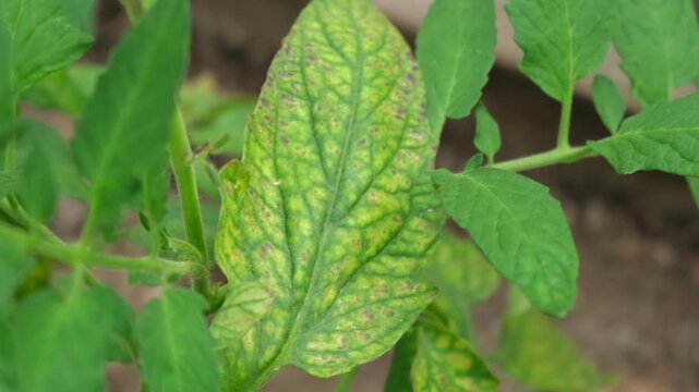 Macro of tomato leaf infected with late blight fungal disease in greenhouse. Phytophthora infestans spots on plant foliage in local hothouse. Crop protection, agronomy and agriculture concept. Real 4K
