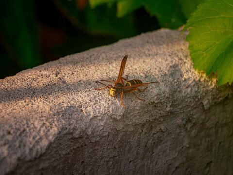 Close up shot of a yellowjacket wasp resting on a textured concrete wall with green foliage in the background during golden hour
