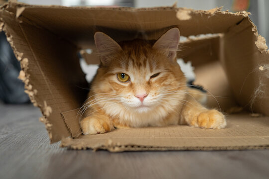 Ginger cat winking and relaxing inside a torn cardboard box  