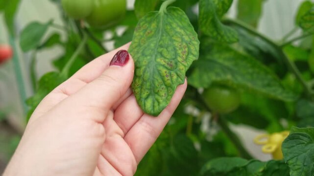 Macro of tomato leaf infected with late blight fungal disease in greenhouse. Phytophthora infestans spots on plant foliage in local hothouse. Crop protection, agronomy and agriculture concept. Real 4K