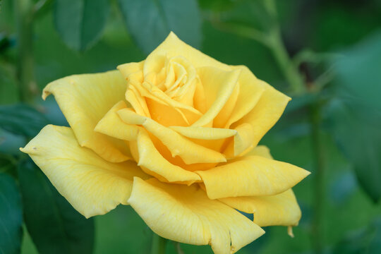 Vibrant Yellow Rose Blooming Close Up in Early Summer Sunlight with Green Leaves