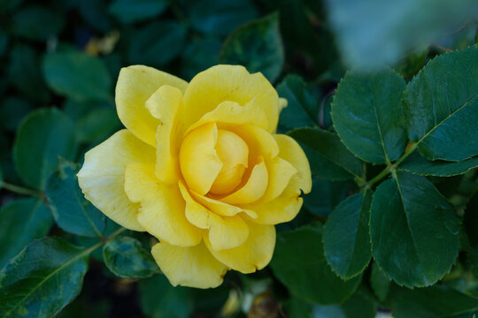 Vibrant Yellow Rose Blooming in Early Summer Sunlight with Fresh Green Leaves