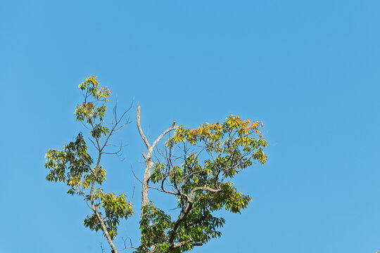 Tree Canopy with Fresh Green Leaves under Clear Blue Sky in Japan