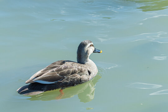 Eastern Spot Billed Duck Swimming Peacefully on Clear Water Surface in Nature