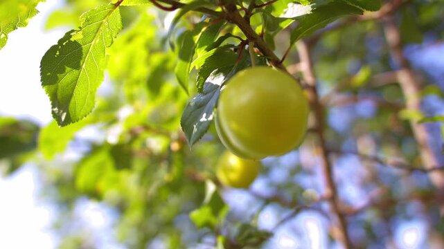 Yellow damson plum fruit on tree