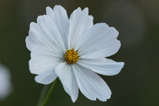Single White Cosmos Flower Blooming in Autumn Sunlight with Bokeh Background