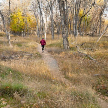 senior man is Nordic walking on a trail through a riparian forest along the Poudre River in Colorado, fall scenery