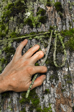 A man's hand touches the bark of an old tree covered with moss, lichen, and an overgrown knot.