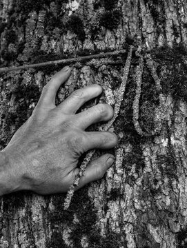 A man's hand touches the bark of an old tree covered with moss, lichen, and an overgrown knot.