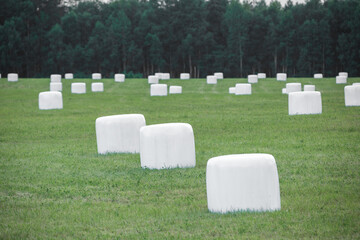 White wrapped hay bales in a green meadow near the edge of a forest.   © fototema