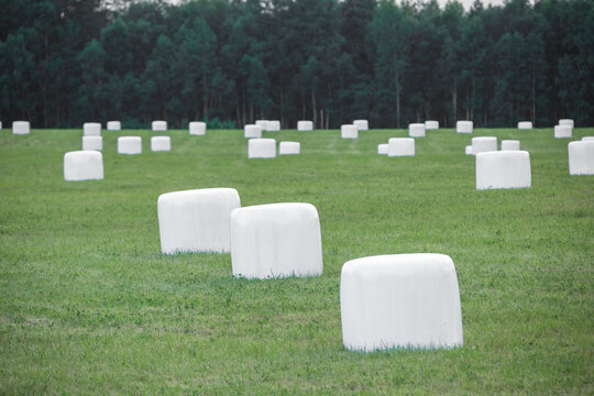 White wrapped hay bales in a green meadow near the edge of a forest.

