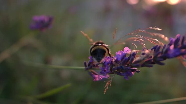 Bumble bee climbing on lavender and flower and flies away