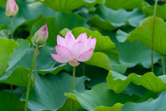 Vibrant Pink Lotus Flower Blooming with Bud in Summer Sunlight with Leaves