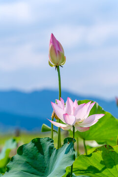 Blooming Pink Lotus Flower and Bud against Blue Sky and Mountain Landscape in Summer