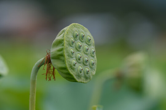 Close Up of Green Lotus Seed Pod with Seeds in Summer Sunlight