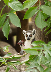 Ring tailed lemur bodyside profile with signaling gaze eating berries in the zoo enclosure. © Volha