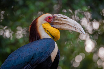 Portrait of wreathed hornbill, a tropical bird that lives in South Asia and South East Asia © GHArtwork