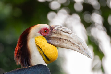 Portrait of wreathed hornbill, a tropical bird that lives in South Asia and South East Asia © GHArtwork
