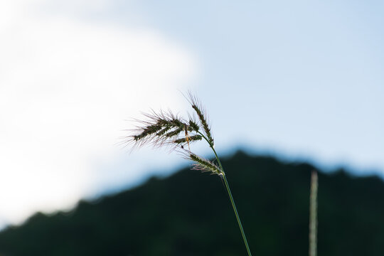 Wild Grass Silhouette against Blurred Mountain Background in Autumn Dusk