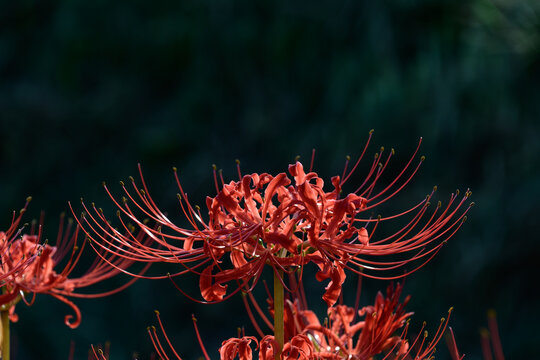 Vibrant Red Spider Lily Blooming Elegantly against Dark Background in Autumn