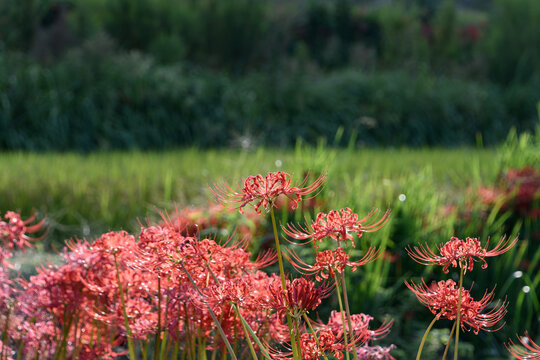 Vibrant Red Spider Lilies Blooming in Full Bloom under Autumn Sunlight with Green Background