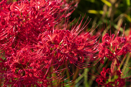 Vibrant Red Spider Lilies Blooming in Full Bloom during Autumn Sunlight Close Up
