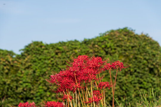 Vibrant Red Spider Lilies Blooming in Cluster against Blue Sky and Green Hill Background in Autumn