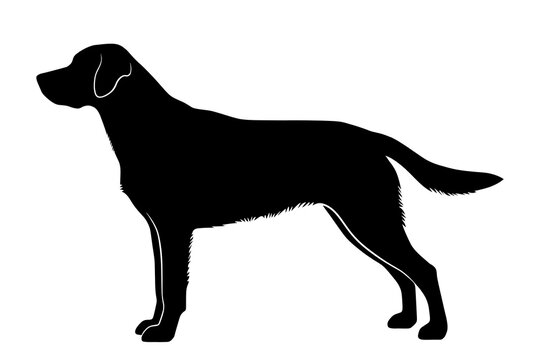 Black silhouette of a standing labrador retriever dog isolated on white background