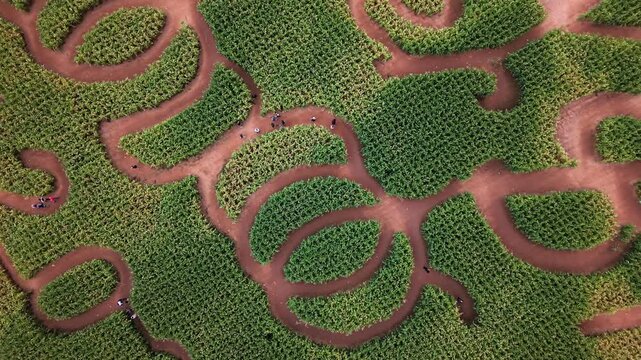 Aerial view of corn maze in Nova Scotia, Canada