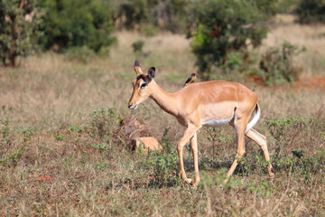 Naklejka premium Schwarzfersenantilope / Impala / Aepyceros melampus