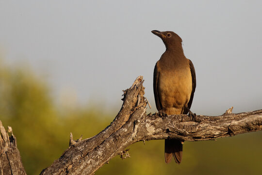 Rotschnabel-Madenhacker / Red-billed oxpecker / Buphagus erythrorhynchus
