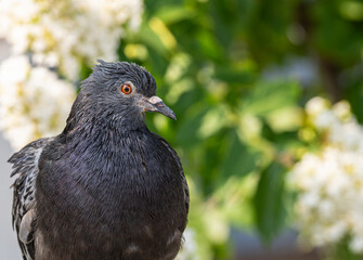Fototapeta premium Pigeon posing in front of flowery bush 3 tight crop