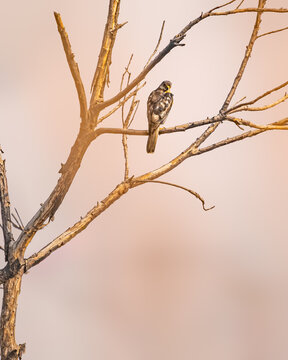 A Shikra