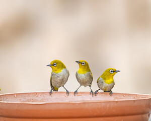 Fototapeta premium Three Indian White Eye
