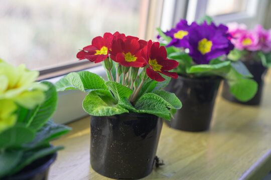 Bright primroses. Home mini potted plants on the windowsill. Blooming primrose. Selective focus