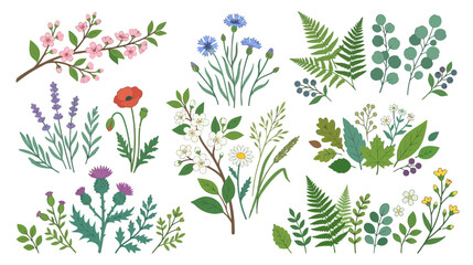 Fototapeta premium Spring Botanical Illustrations: Blooming Flowers & Greenery Collection