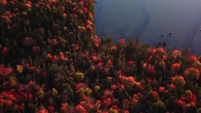 Aerial view of autumn forest near Halifax in Nova Scotia Canada
