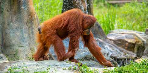 A close-up of an orangutan. A wild primate against a jungle backdrop. The intelligent ape, with its distinctive reddish fur, is raising awareness for wildlife conservation. © Vera