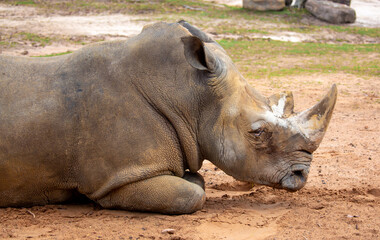 Close-up of a white rhinoceros resting on sandy ground. Powerful endangered mammal with large horn, symbolizing wildlife conservation and African fauna. © Vera