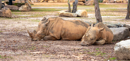 Close-up of a white rhinoceros resting on sandy ground. Powerful endangered mammal with large horn, symbolizing wildlife conservation and African fauna. © Vera
