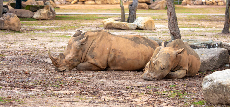 Close-up of a white rhinoceros resting on sandy ground. Powerful endangered mammal with large horn, symbolizing wildlife conservation and African fauna.